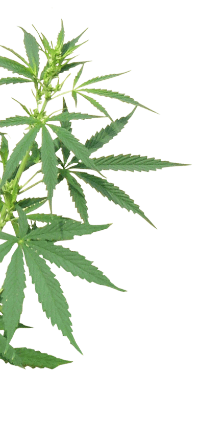 High Level Health leaf