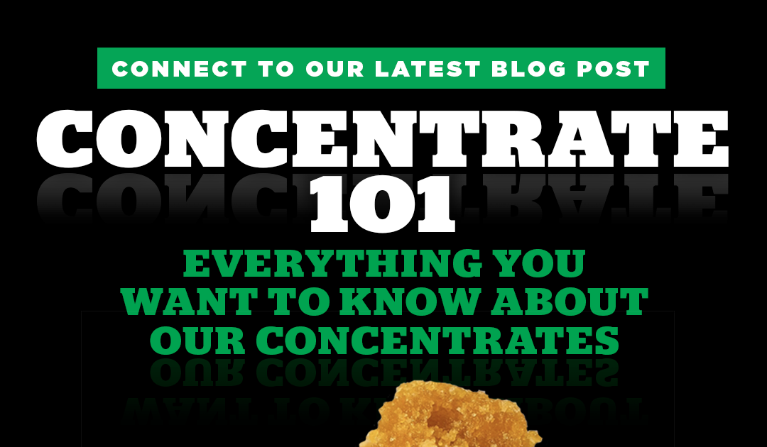 Cannabis Concentrates 101