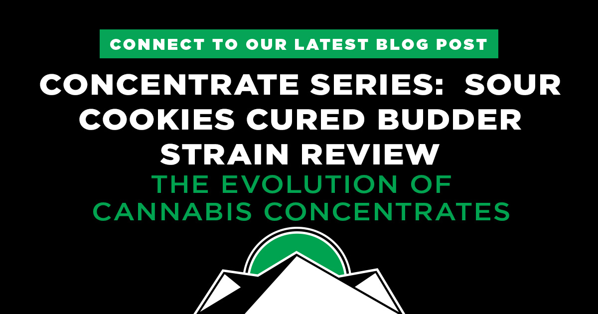 Cannabis Concentrates: Cured Budder