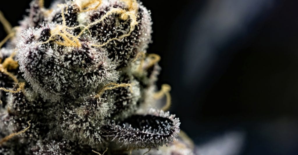 5 Strains To Keep Your Energy Levels High and Active